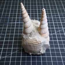 Turritella Gastropode Bivalve