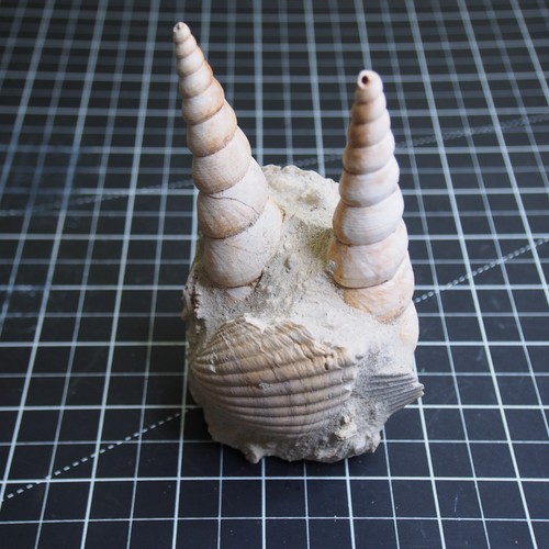 Turritella gastropode bivalve - turritella,
