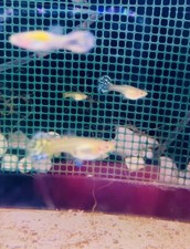 Pesci Guppy Mix Sospese