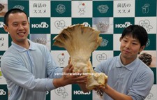 Semi di fungo spore PLEUROTUS MICELIO GIGANTE
