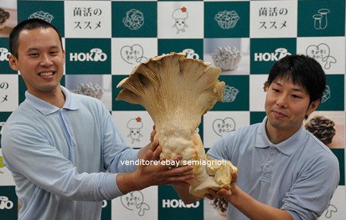 Semi funghi pleurotus - semi,