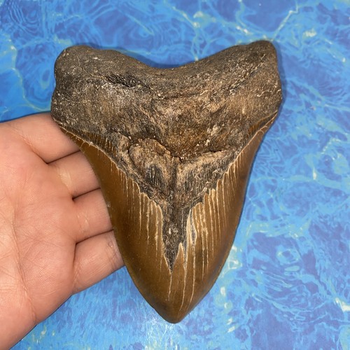 Megalodonte dente squalo - megalodonte, di