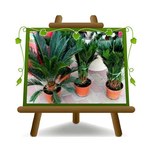 Cycas revoluta pianta - cycas,