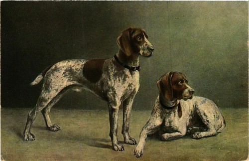Cpa deutsch kurzhaar dogs - deutsch,