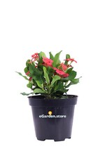 Pianta euphorbia milii o - euphorbia,