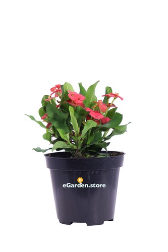 Pianta euphorbia milii o - euphorbia,