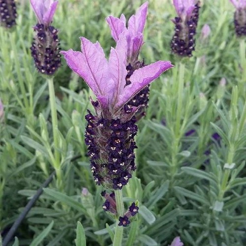 Pianta lavanda - pianta,