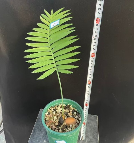 Dioon spinulosum wysiwyg - spinulosum,