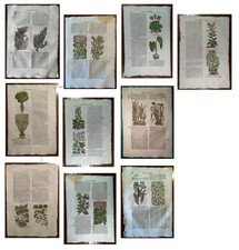 Stampe antiche ERBARIO MATTIOLI MATTHIOLI 10 STAMPE BOTANICA 1645 Antique print