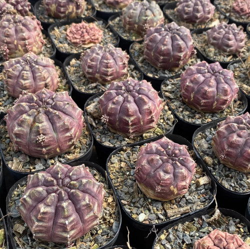 Pezzi pianta cactus rara - 2,