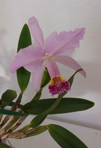 Cattleya lueddemanniana