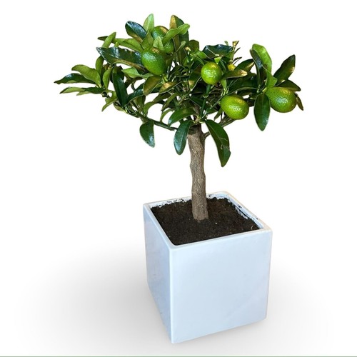 Pianta kumquat vaso - pianta,