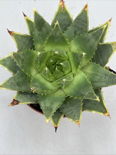 Aloe polyphylla vaso cm - cm,