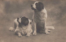 CARTOLINA  TEMATICA ANIMALI GATTI CANI CAVALLI ORSI LEONI MAIALI VIAGGIATA 1913