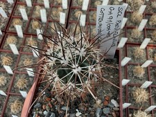 Sclerocactus parviflorus