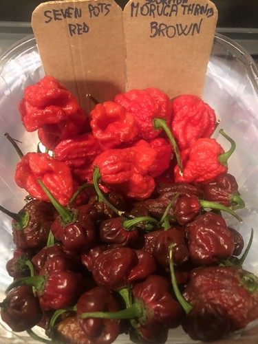 100 pepper super - super, piccanti