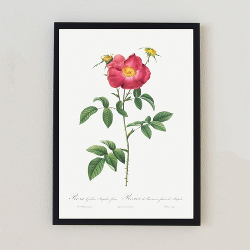 Illustrazione fiore botanico
