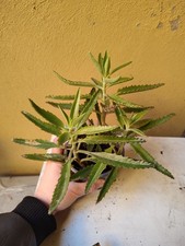 3 Piante Grasse "Milioni Di