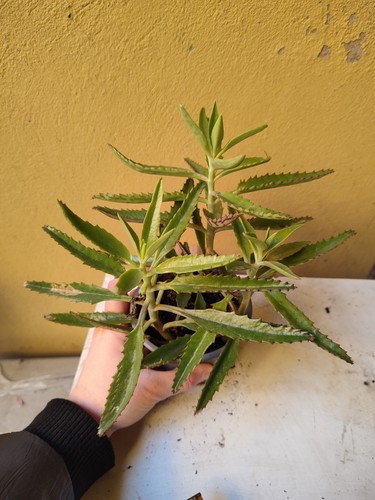 Piante grasse milioni di - piante,