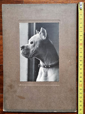 Cane Molosso Vecchia Foto Molossoide Pitbull Corso Dogo Anni 20