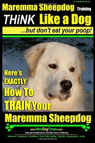 Maremma sheepdog - maremma,