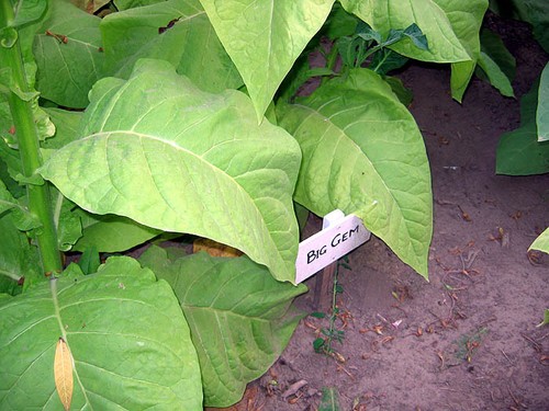 Semi tabacco big gem - tabacco,