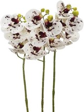 [5 COLORI] 3 Orchidee