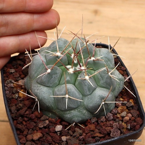 Thelocactus hexaedrophorus