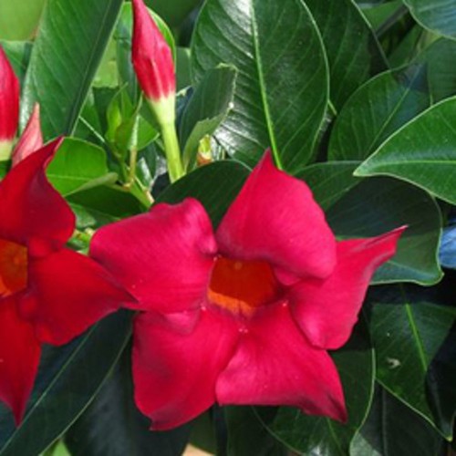 Pianta dipladenia - pianta,