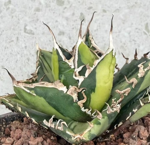 Agave titanota sad variegata - agave,