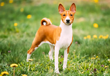 Calamita fotografica Basenji