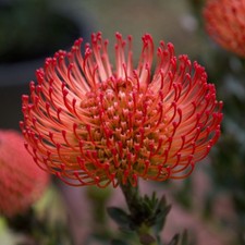 Semi di Leucospermum