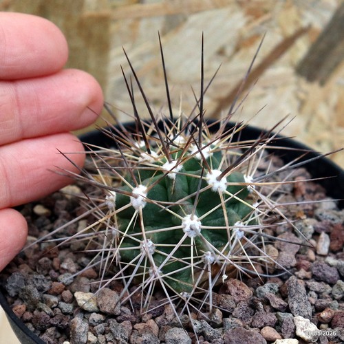 Echinocereus coccineus