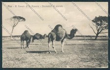 Pisa Tenuta San Rossore