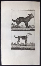 Stampa antica Cane Pastore Levriero Histoire Naturelle Buffon 1799