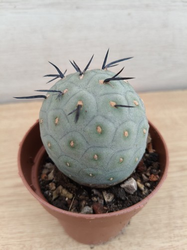 9441 tephrocactus geometricus - 9441,