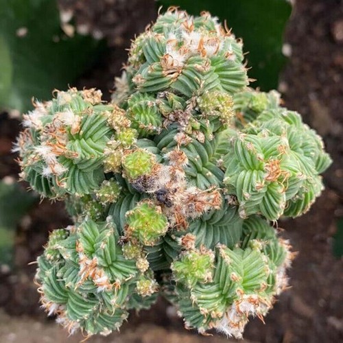 Aztekium cactus pianta
