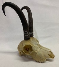 Vero teschio di camoscio alpino con palchi corna caccia collezionismo arredo