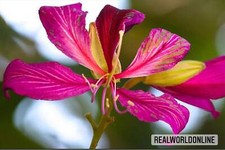 Bauhinia Purpurea – 10 Semi