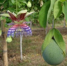 Passiflora maliformis mela - passiflora, maliformis,