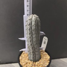 10-12 cm 1-10 pezzi cactus