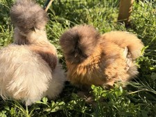 6 uova di seta barbute fertili