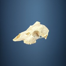 570SKU Teschio di capriolo