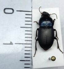 Harpalus dimidiatus, Coleoptera Carabidae, Ground BEETLE Beetle. Insect -Italy -
