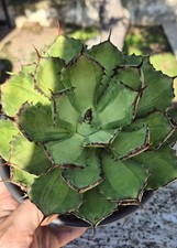 Agave potatorum mediopicta - agave,
