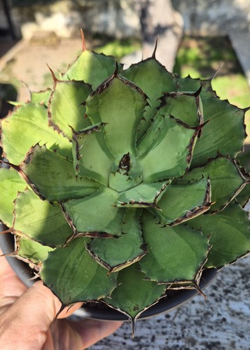 Agave potatorum mediopicta - agave,