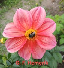 Semi di dalia fiori da