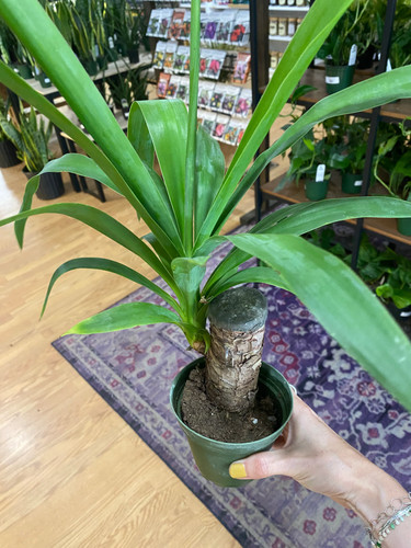 Yucca gigantea - gigantea, 'yucca'