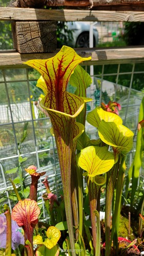 Sarracenia flava ornata - ,