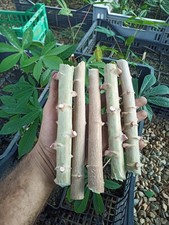 5 Talee Manioca Manihot